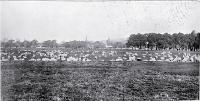 Sheep and cattle graze on the future site of the Hagley Golf Course, Christchurch, 1905