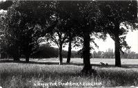 Sheep grazing in Hagley Park, Christchurch 