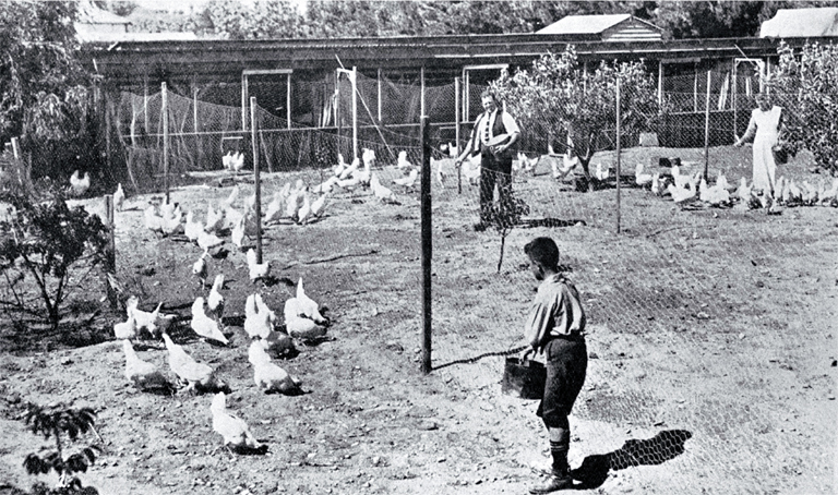 Poultry raising and egg production in Canterbury : pens of pullets at Fazackerley's poultry farm, Sockburn, Christchurch. Poultry raising and egg production in Canterbury : pens of pullets at Fazackerley's poultry farm, Sockburn, Christchurch.