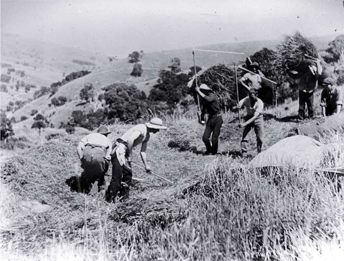 Grass seeders threshing, Banks Peninsula Grass seeders threshing, Banks Peninsula