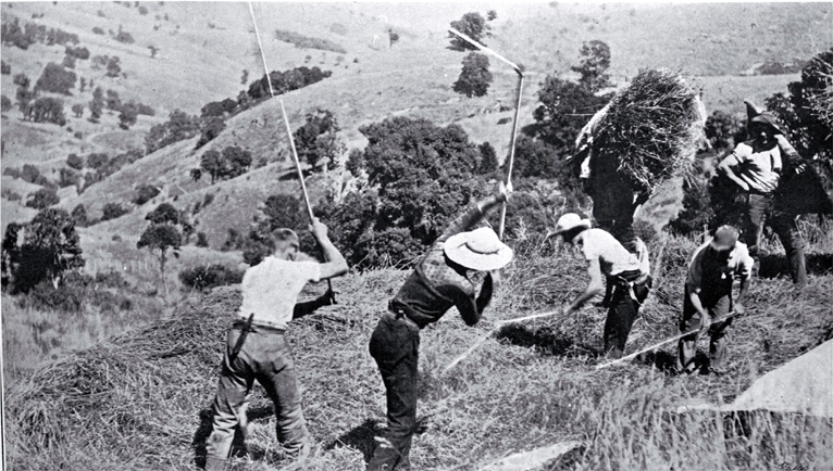 The close of the cocksfoot harvest on Banks Peninsula The close of the cocksfoot harvest on Banks Peninsula