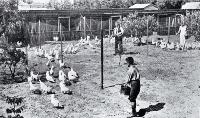 Poultry raising and egg production in Canterbury : pens of pullets at Fazackerley's poultry farm, Sockburn, Christchurch.