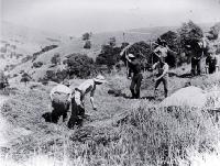 Grass seeders threshing, Banks Peninsula