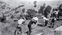 The close of the cocksfoot harvest on Banks Peninsula