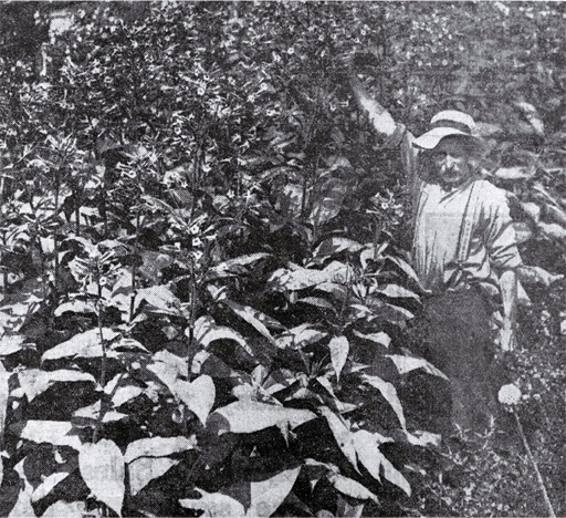 R Ashby, Cobham Street, Spreydon, Christchurch, standing among the tobacco plants grown in his back yard R Ashby, Cobham Street, Spreydon, Christchurch, standing among the tobacco plants grown in his back yard