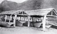 A fleet of whale boats at Te Awhaiti at the entrace to Tory Channel from Cook Strait