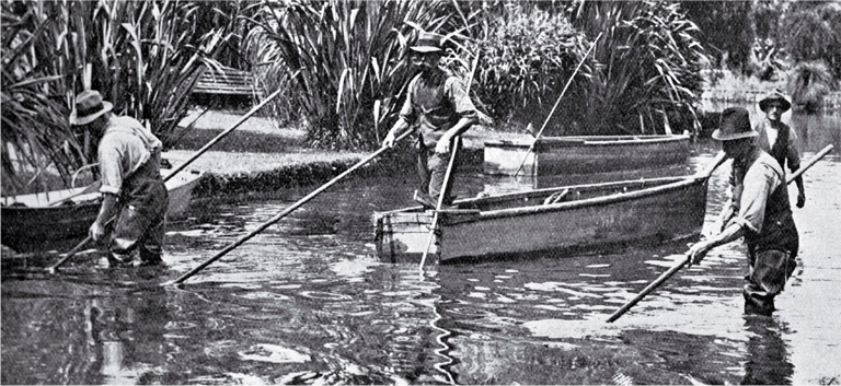 Outdoor staff of the Christchurch Drainage Board shown weed cutting in the Avon River Outdoor staff of the Christchurch Drainage Board shown weed cutting in the Avon River