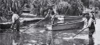 Outdoor staff of the Christchurch Drainage Board shown weed cutting in the Avon River [1927]