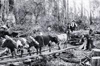 Workmen driving a team of bullocks with logs for construction of the North Island trunk railway 