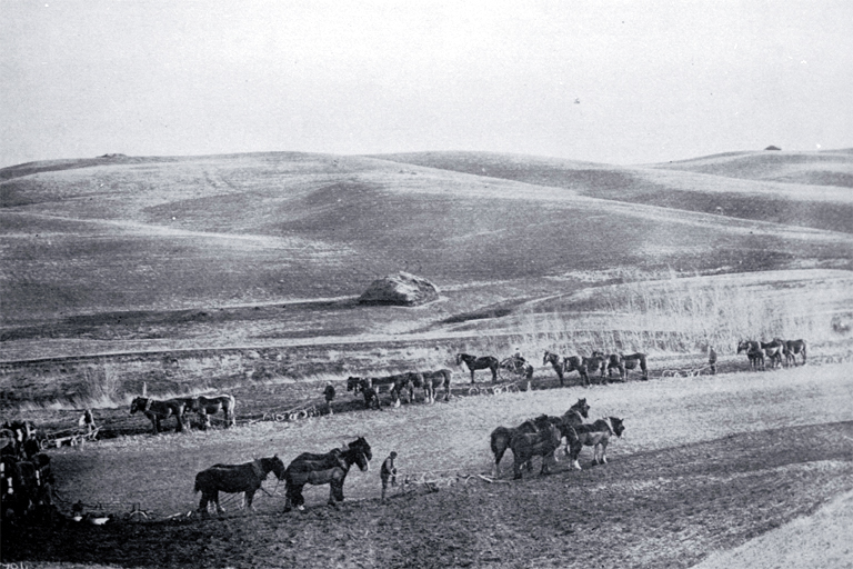 Eight teams of horses being used to plough a 400 acre paddock in South Canterbury Eight teams of horses being used to plough a 400 acre paddock in South Canterbury
