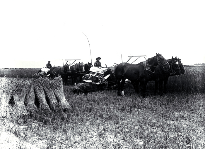 Reaping and binding wheat on the Moderate farm, Bennetts district, Canterbury Reaping and binding wheat on the Moderate farm, Bennetts district, Canterbury