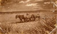 Horses on flat land opposite Hillwood orchard
