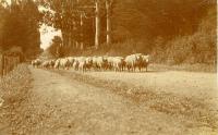 Sheep, Bridle Path Road - on the way to the Mount Pleasant shearing sheds