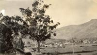 Bluegum tree - Bridle Path Road - a landmark