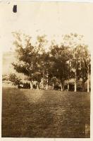 Bluegums in Heathcote Domain