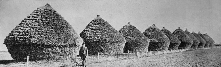 Feed for the horses of the Expeditionary Force. Ten stacks of oats on Mr T. Foster’s farm at Ladbrooks. Feed for the horses of the Expeditionary Force. Ten stacks of oats on Mr T. Foster’s farm at Ladbrooks.