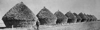 Feed for the horses of the Expeditionary Force. Ten stacks of oats on Mr T. Foster’s farm at Ladbrooks.