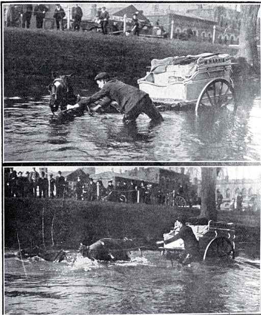 A horse bogged in the Avon River, Christchurch A horse bogged in the Avon River, Christchurch
