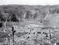 The face of a kauri forest, showing sheep grazing on the clear-felled area in the foreground