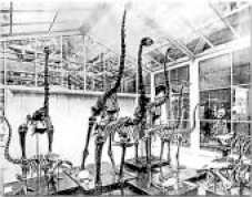 Moa skeletons