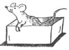 the grey mouse