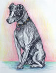 Little dog