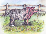 Pig dog