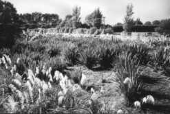 Janet Stewart Reserve