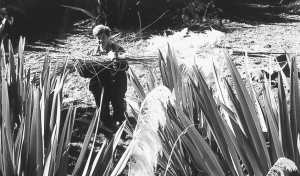 Harvesting toetoe