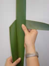 Click to enlarge Making a putiputi