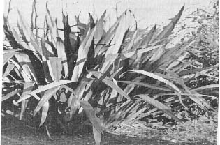 Whanaungatanga 