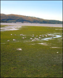 Opawaho/Ōtākaro estuary at low tide