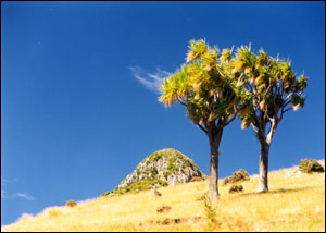 Te Pohue (The Monument)
