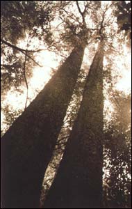 Remnant of old forest at Deans Bush