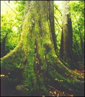 Riccarton Bush
