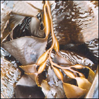 Kelp washed up at Rāpaki 