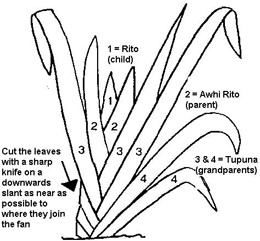 Cutting harakeke diagram