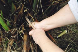 Cutting Harakeke