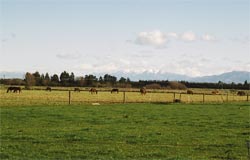View across the paddocks behind Tuahiwi Marae