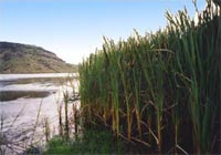 Wairewa
