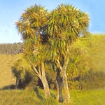 Ti kouka
