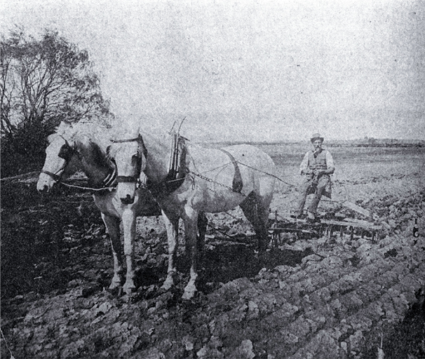 Ploughing with horses in the Lower Styx Road region Ploughing with horses in the Lower Styx Road region