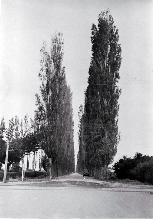 A car on the poplar tree lined Beach Road that leads to Pines and Kairaki Beaches from Kaiapoi A car on the poplar tree lined Beach Road that leads to Pines and Kairaki Beaches from Kaiapoi