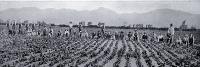 Weeders at work on Mr W. Roberts' chicory farm, Spreydon