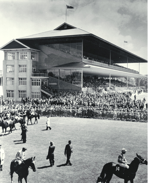 Horses parading in the ring at Riccarton Racecourse Horses parading in the ring at Riccarton Racecourse
