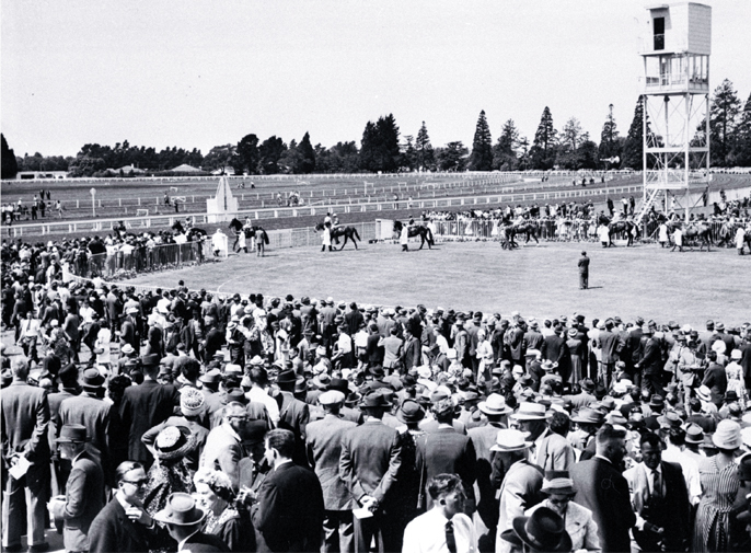 Horses parading in the ring at Riccarton Racecourse Horses parading in the ring at Riccarton Racecourse