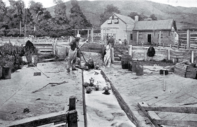 The Orari Gorge Station, South Canterbury : sheep dipping in full-swing. The Orari Gorge Station, South Canterbury : sheep dipping in full-swing.