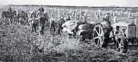 A horse and cart compete against a Fordson tractor and trailer carting a crop of potatoes, Lincoln, Canterbury