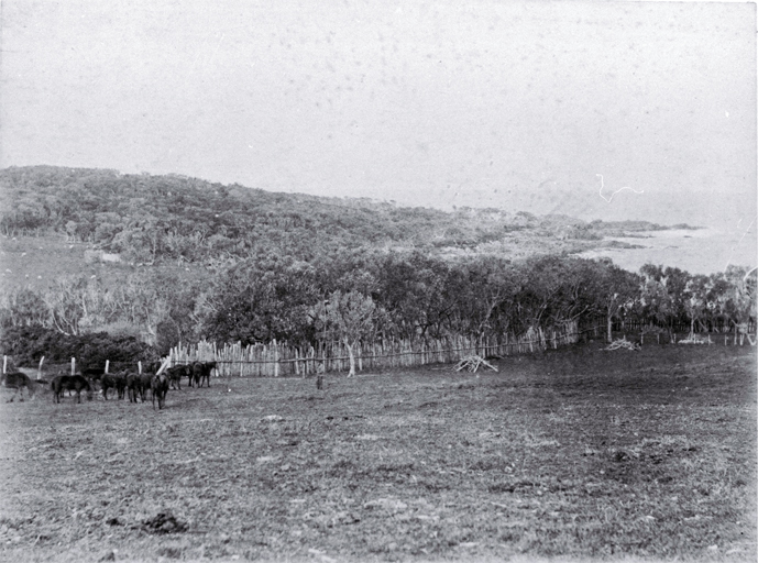 Horses in a paddock at Owenga farmed by Robert Ritchie Horses in a paddock at Owenga farmed by Robert Ritchie