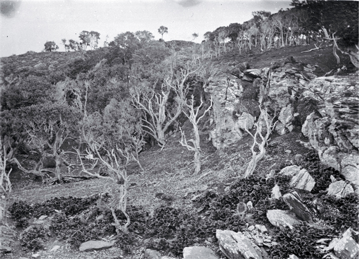 Love among the lilies, Hukarangi : Margaret and Robert Shand sitting amongst lilies, Pitt Island. Love among the lilies, Hukarangi : Margaret and Robert Shand sitting amongst lilies, Pitt Island.